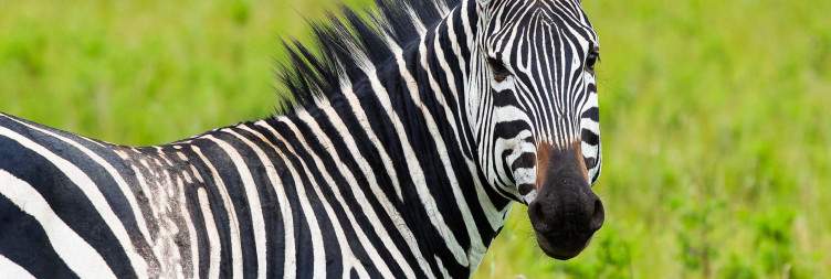 Transfer to Akagera National Park – Sunset Boat Cruise