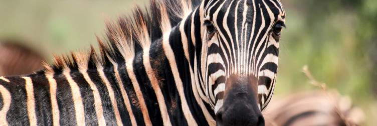 Kigali City Tour and Transfer to Akagera National Park