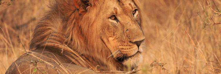 Kigali City Tour and Akagera National Park