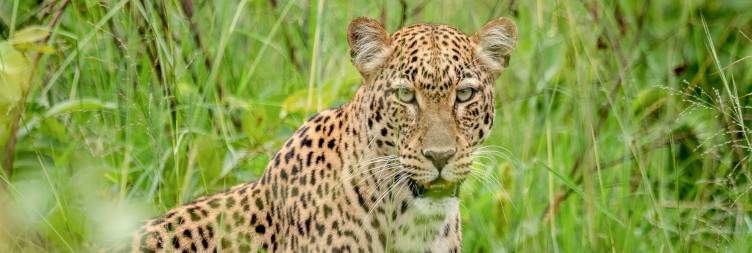 Full-Day Game Drive in Akagera National Park