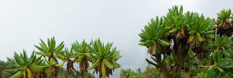 Transfer to Kigali Volcanoes National Park