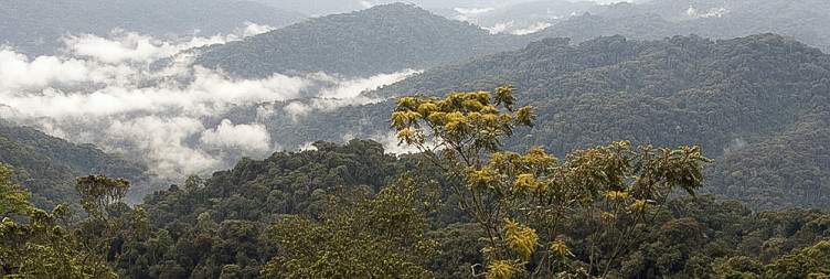 Nyungwe Forest National Park