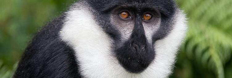 Chimpanzee Trekking and Canopy Walk