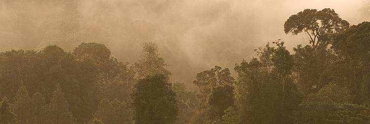 Chimpanzee Tracking and Canopy Walk