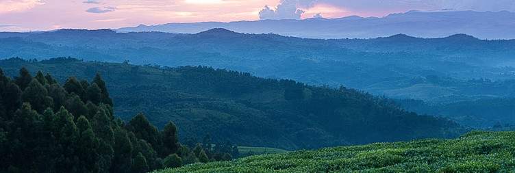 Nyungwe Forest - Chimpanzee Trekking and Canopy Walk Adventures