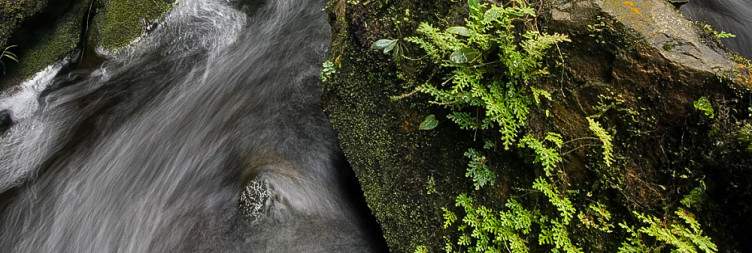 Transfer to Nyungwe National Park