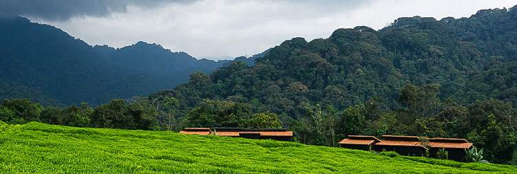 Kigali – Nyungwe Forest National Park