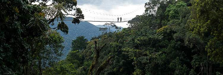 Chimpanzee Trekking and Canopy Walk Adventure