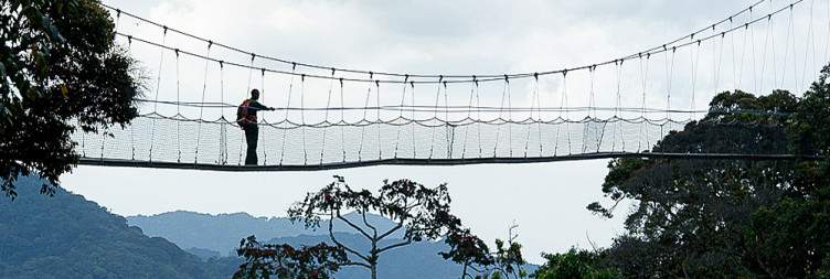 Chimpanzee Tracking-Nyungwe National Park