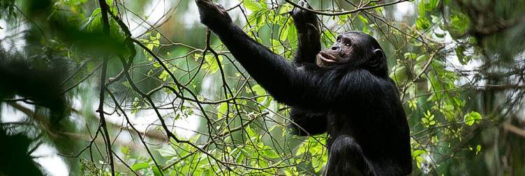 Chimpanzee Trekking in Nyungwe National Park
