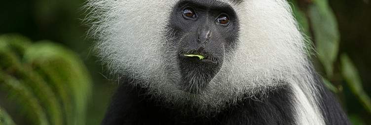 Chimps Trekking