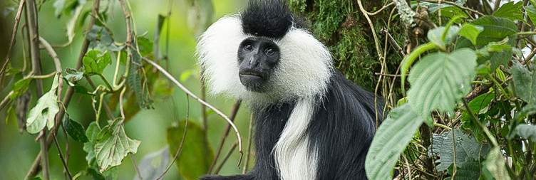 Nyungwe Forest National Park