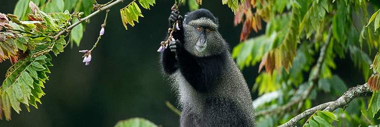 City Tour with a Transfer to Nyungwe National Park