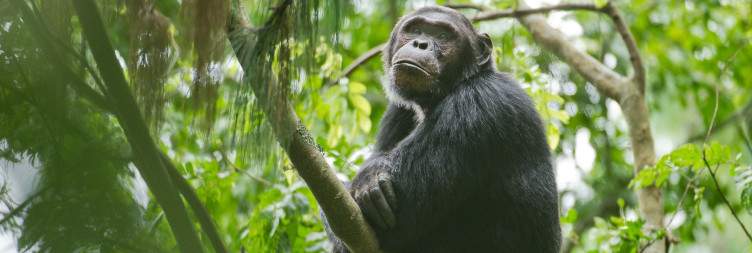 Kigali Nyanza Butare and Nyungwe National Park