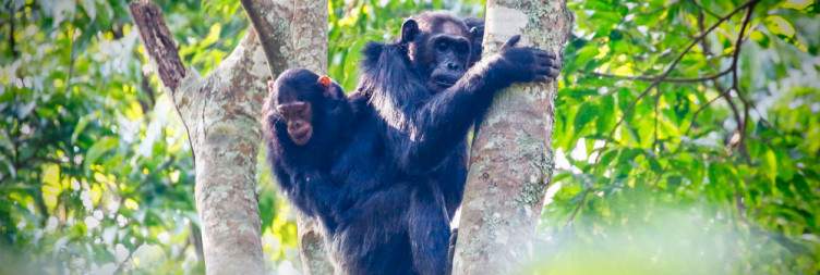 Early Pick up from Kigali + Transfer to Nyungwe National Park + Canopy Walk Adventure