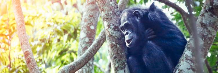 Explore Lake Kivu and Transfer to Nyungwe National Park