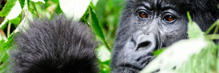 Volcano National Park for Gorillas Trekking