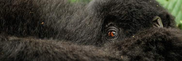 Gorilla Trekking and Transfer to Volcanoes National Park