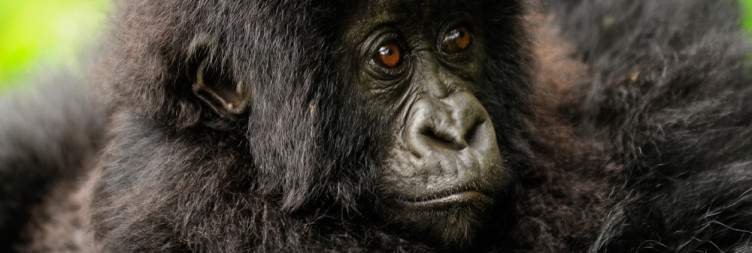 Undertake the gorilla trek