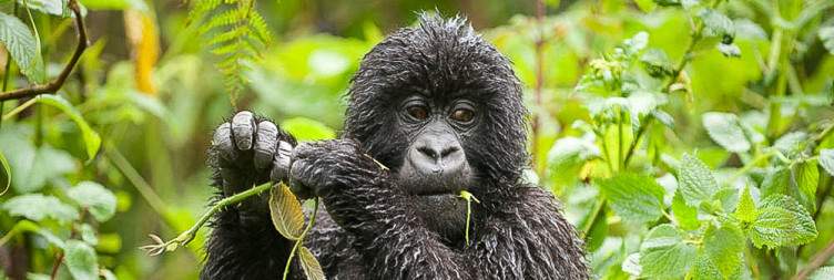 Golden Monkey Trekking