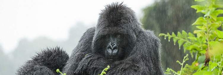 Gorilla Trekking at Volcanoes NP and Ibyi'wacu Cultural Village
