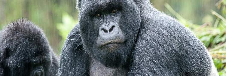 Kigali City Tour and Transfer to the Volcanoes National Park