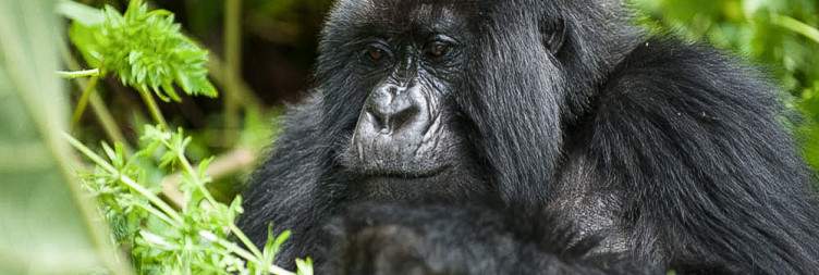 Volcanoes National Park for Gorilla Trekking and Cultural Experiences