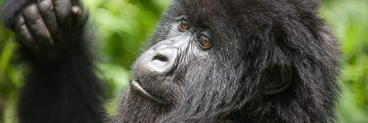 Gorilla Trekking