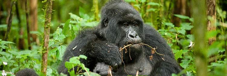 Transfer to Gorilla Trekking