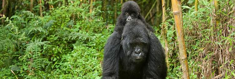 Meet with the Gorillas at Volcanoes National Park