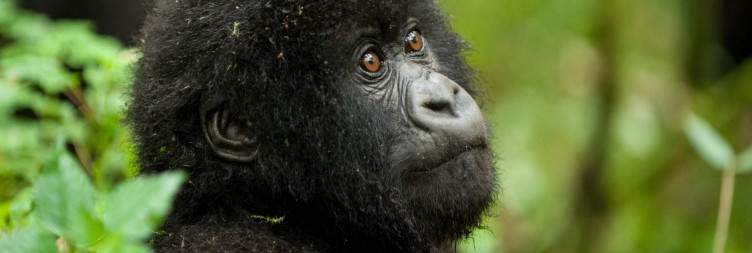 Golden Monkey Tracking