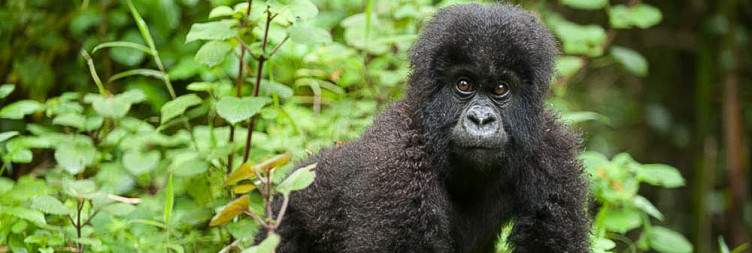 Kigali City Tour and Transfer to Volcanoes National Park – Visit Ellen campus