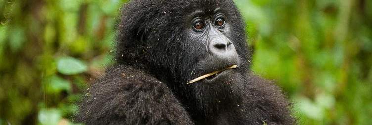 Gorilla Trekking