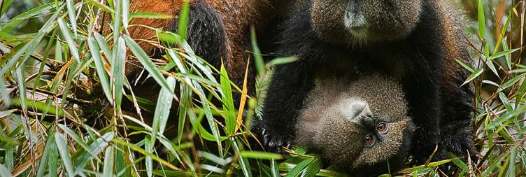 Golden Monkey Trekking and Departure