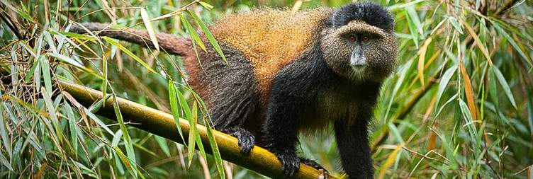 Golden Monkey Trekking in Volcanoes National Park and Lake Kivu