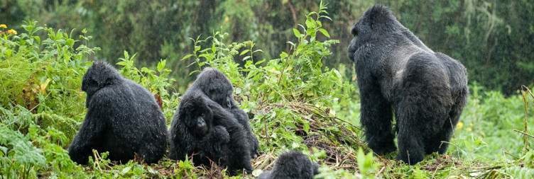 Pick-Up and Transfer to Volcanoes National Park for Gorilla Trekking + Cultural Experiences