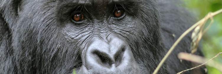 Gorilla Trekking