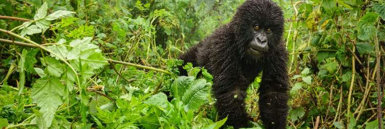 Akagera National Park Boat Cruise and Volcanoes NP Transfer