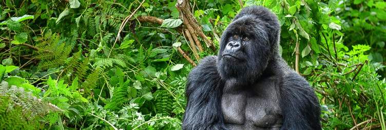 Gorilla Trekking at Volcanoes National Park
