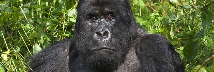 Kigali City and Transfer to Musanze + Undertake the Golden Monkey Trek