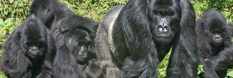Gorilla tracking in Volcanoes National Park
