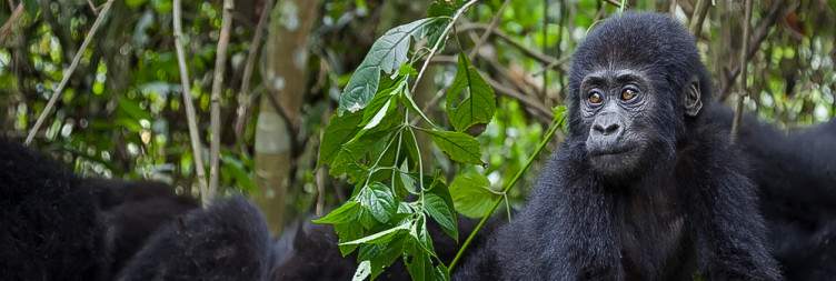 Gorilla Trekking and Cultural Experience in Volcanoes National Park