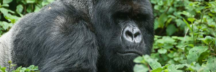 Morning Game Drive and Transfer to Volcanoes National Park