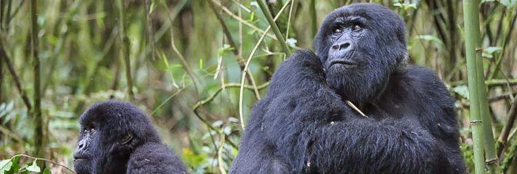 Volcanoes National Park– Gorilla trekking-Twin Lakes Visit/ Community Walk