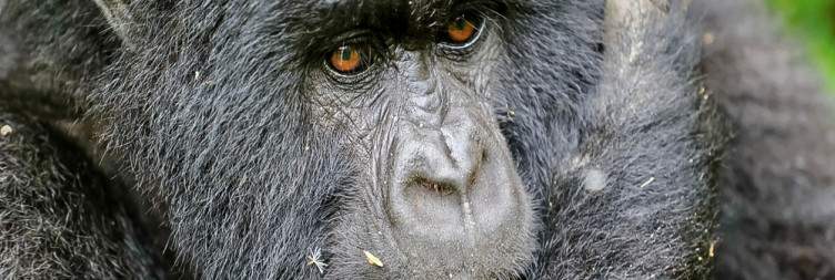 Gorilla Trekking in Volcanoes National Park