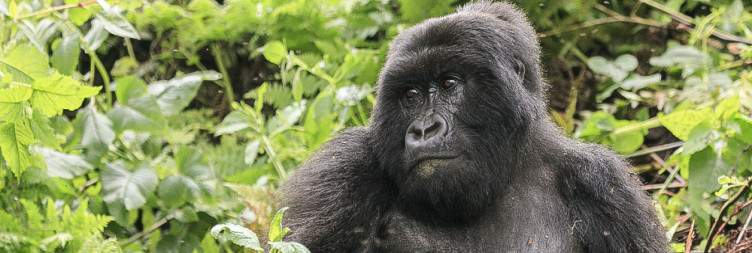 Gorilla trekking experience +Transfer back to Rwanda