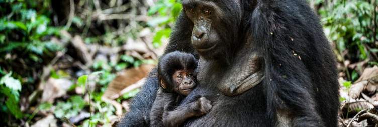 Kigali-Volcanoes National Park