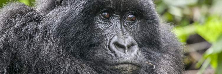 Golden Monkey Tracking and Twin Lakes Visit