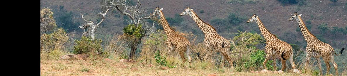 7-Day Rwanda Gorillas, Wildlife, & Chimp Trekking Safari
