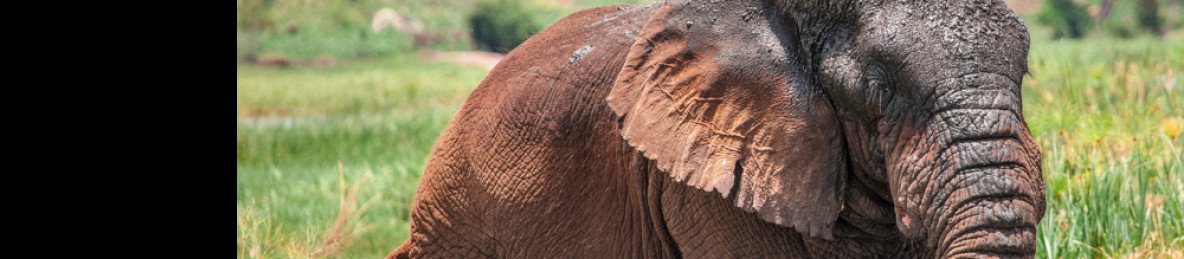 8-Day Rwanda Wildlife Culture and Gorilla Adventure Tour